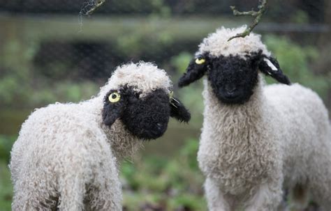 Toy-Like Valais Blacknose Sheep Rightfully Dubbed the ‘World’s Cutest’