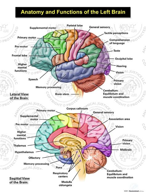 Areas of Cognitive Brain Function and Global Brain Contusions in 2021 ...