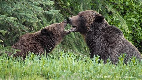 Wildlife Watching in the Canadian Rockies | Rocky Mountaineer