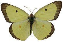 Colias philodice - Wikipedia