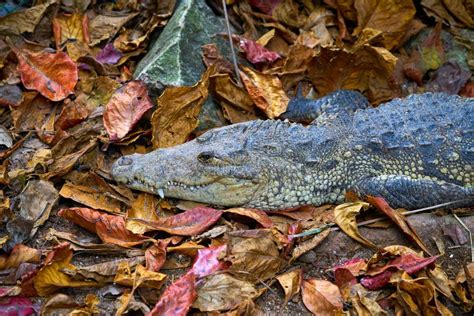 Crocodile in Mexico Riviera Maya Stock Image - Image of landscape, maya ...