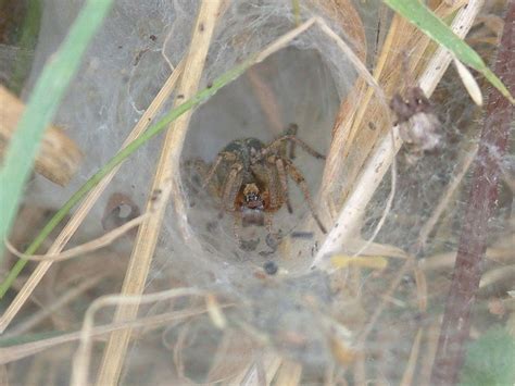 The Truth About the Hobo Spider: Deadly or Not? | HubPages