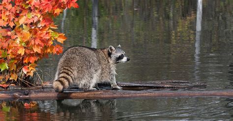 Fantastic Outdoor : Coon Hunting Tips To Help This Great Sport Start