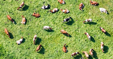 Mathematicians Decode the Surprising Complexity of Cow Herds | WIRED