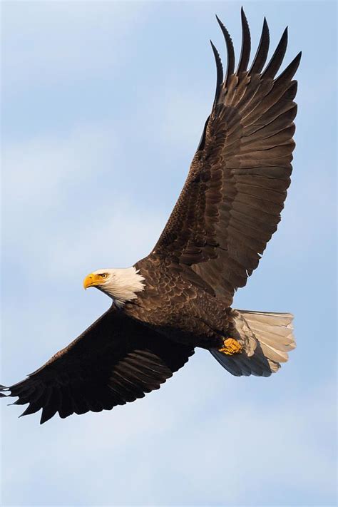 Soaring American Bald Eagle by Bill Wakeley | Eagle pictures, American ...