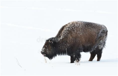 Yellowstone Bison in Winter Stock Photo - Image of landscape, mudpots ...