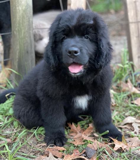 Newfoundland Dog Puppies For Sale | Low Country Highway, SC #341934