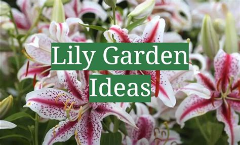 Lily Garden Ideas - GardenProfy