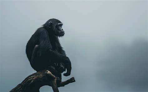 Wallpaper Chimpanzee, monkey, cute animals, funny, Animals #4518