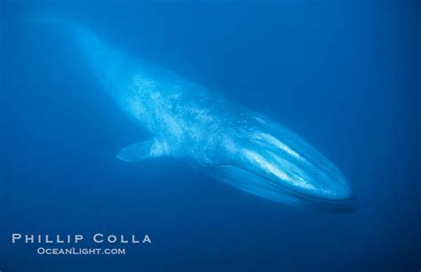 Blue Whale Photo, Stock Photograph of a Blue Whale, Balaenoptera musculus, #03027, Phillip Colla ...