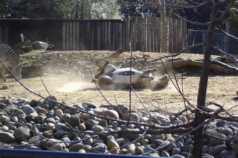 Sacramento Zoo - 2020 All You Need to Know Before You Go (with Photos) - Sacramento, CA ...