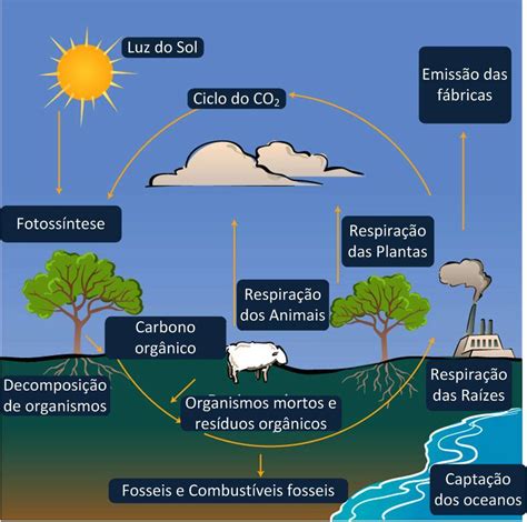 El Ciclo De Carbono | Images and Photos finder