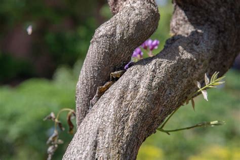 How To Grow And Care For Wisteria