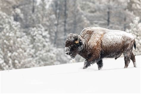 Winter Bison Wallpapers - Wallpaper Cave