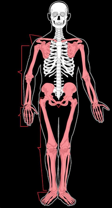 Appendicular Skeleton Anatomy | MedicineBTG.com