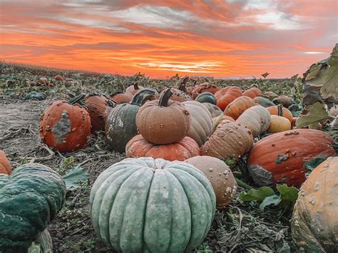 Green Acres Family Dairy, Pumpkin Patch & Corn Maze - Pumpkin Patch Near Me