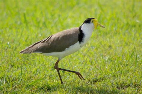 Family Charadriidae (Plovers & Lapwings) - Australian Bird photos