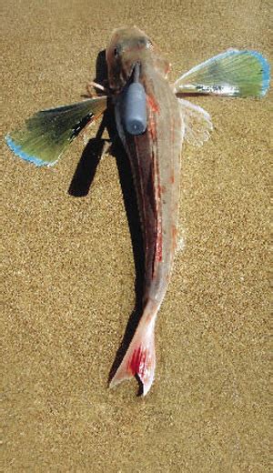 Gurnard - surfcasting tips and techniques - The Fishing Website