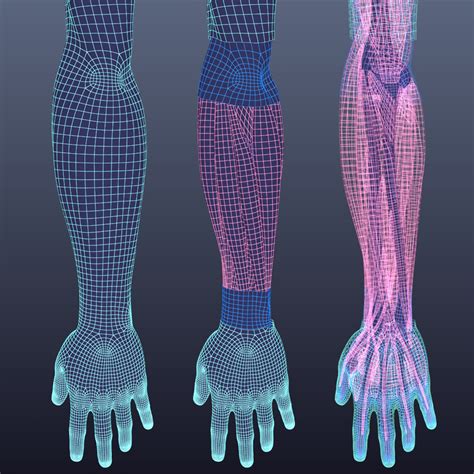 free human simulation 3d model