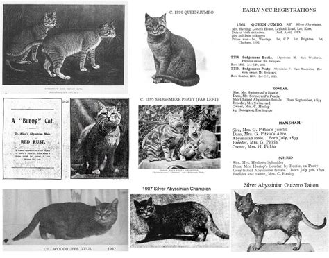 THE ABYSSINIAN CAT – AN EARLY HISTORY