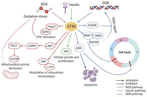 Cells | Free Full-Text | ATM Protein Kinase: Old and New Implications ...