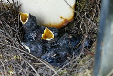 I M A G E S of N A T U R E: The Oriental Magpie Robin nesting (Copsychus saularis) 19-21 cm