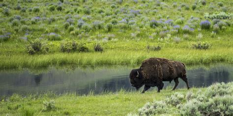 5 Best Spots for Wildlife Viewing in Yellowstone National Park ...