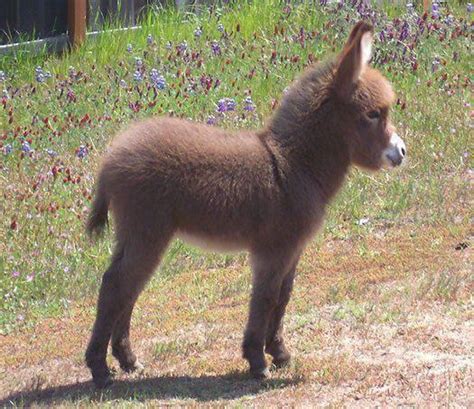 Baby donkeys are underrated : r/aww