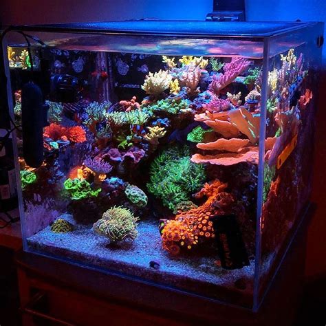 Tropical Fish Tank Running Cost - Ape Aquarium Fish