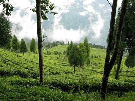 Tea plantation | Between Darjeeling and Sikkim. Respect to t… | Flickr