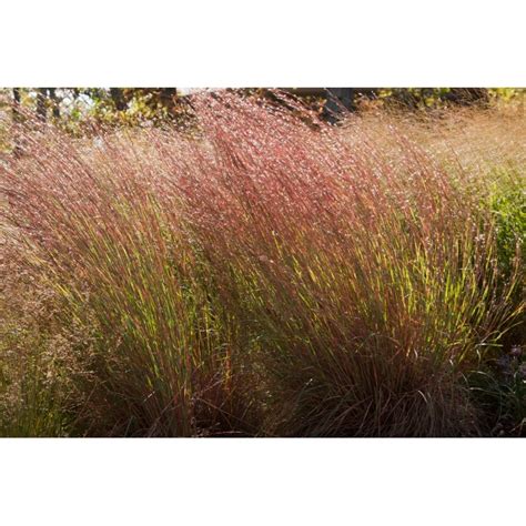 Big Bluestem Ornamental Grass Seeds