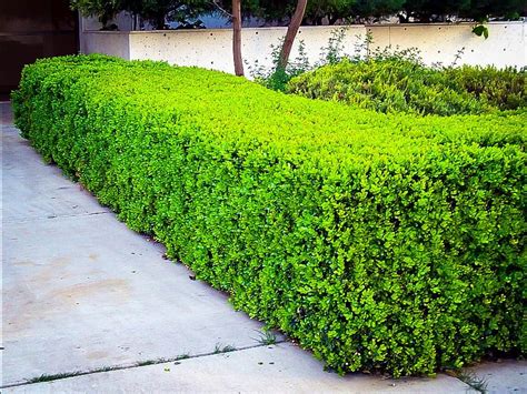 Image result for winter gem boxwood