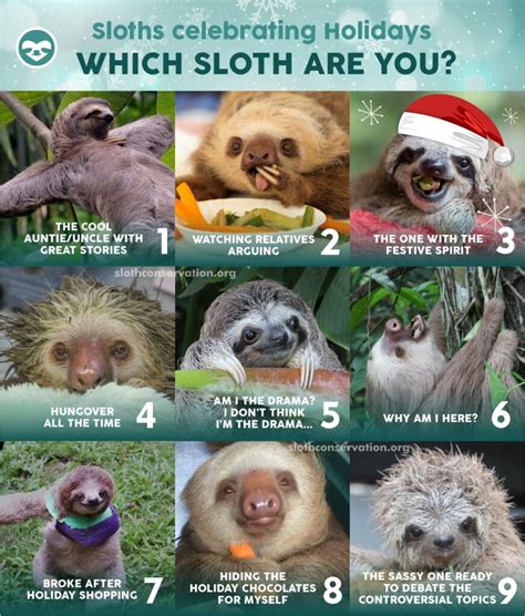 Best Sloth Memes - The Sloth Conservation Foundation