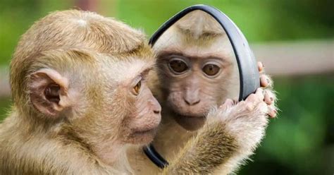 Primate Behavior - AnimalBehaviorCorner