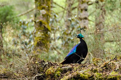 Danfe or Himalayan Monal, the national bird of Nepal | Flickr