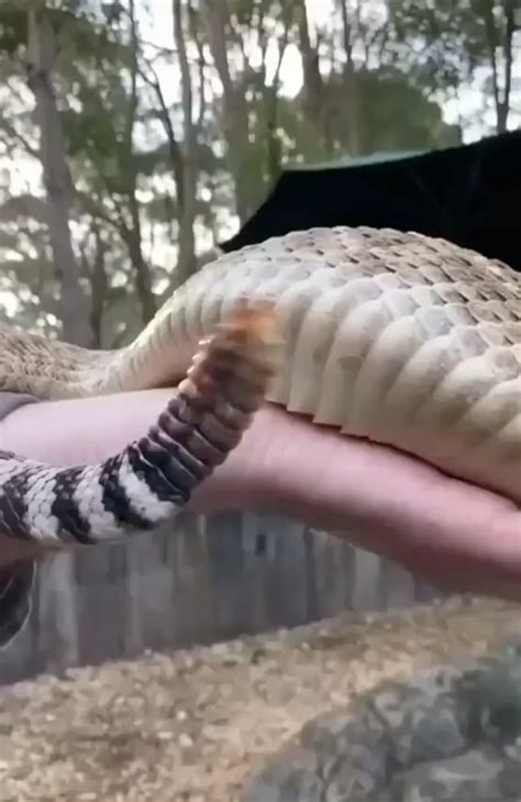 Rattlesnake tail sound : r/Damnthatsinteresting