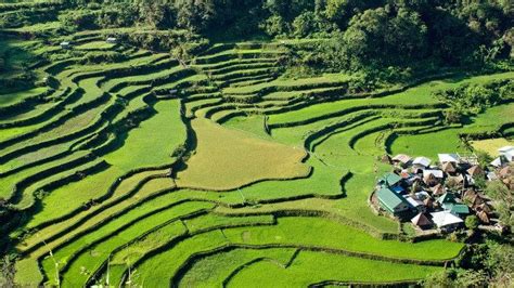 Ifugao Rice Terraces may be younger than we think