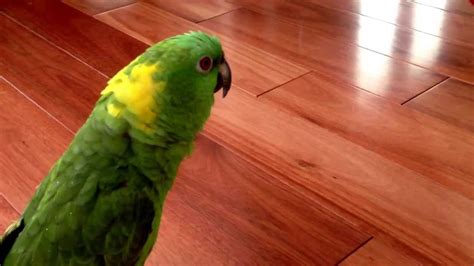 Parrot laughing out loud !!!!!!! | Parrot, Laughing cat, Funny animals