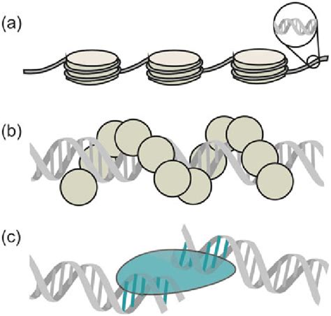 Schematic illustration of different types of DNA-protein interactions ...