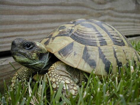 Hermans Tortoise for sale at Appleton Exotics