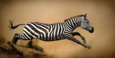 ZEBRA RUNNING. | Zebra pictures, Zebra, Plains zebra