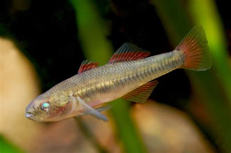 Australian Native Gudgeon - Know Your Fish - Hastings Fly Fishers