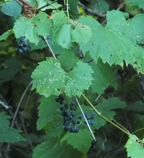 Roadside Field Notes: Wild Grapes