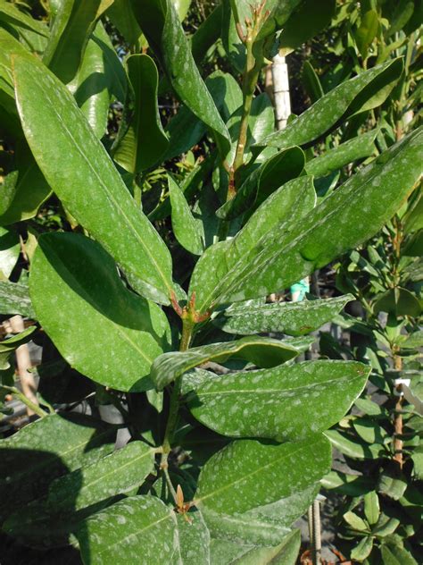 Allspice (Pimenta dioica) and Bay Rum (Pimenta racemosa) - Richard ...