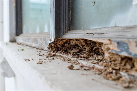 Termite Territory is Expanding in Alabama – The Basics of Termite Control - Alabama Cooperative ...