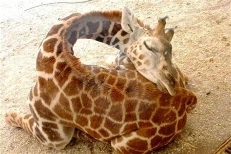 40 Photos Of Baby Giraffes | Sleeping animals, Baby giraffe, Giraffe