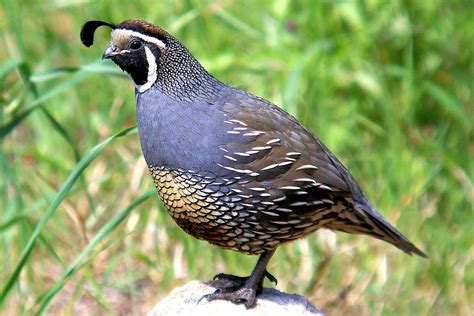 California Quail