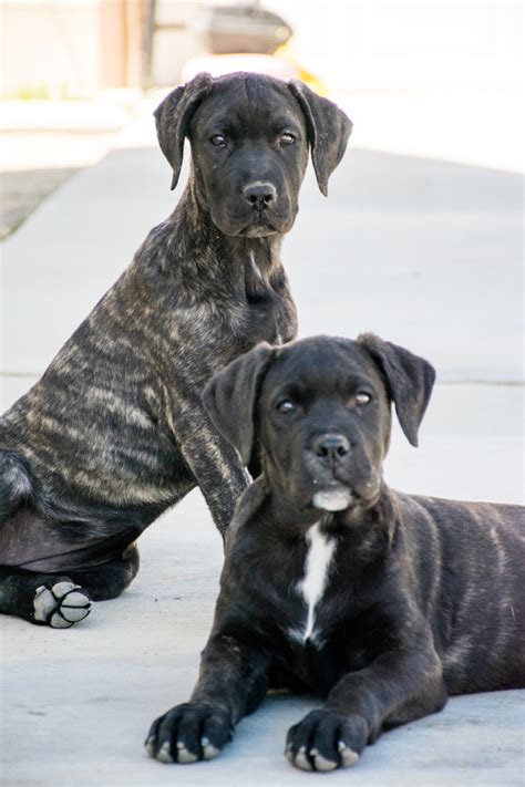 Black Brindle Female Perro de Presa Canario Puppies for Sale in California – SoCalPresa – Presa ...