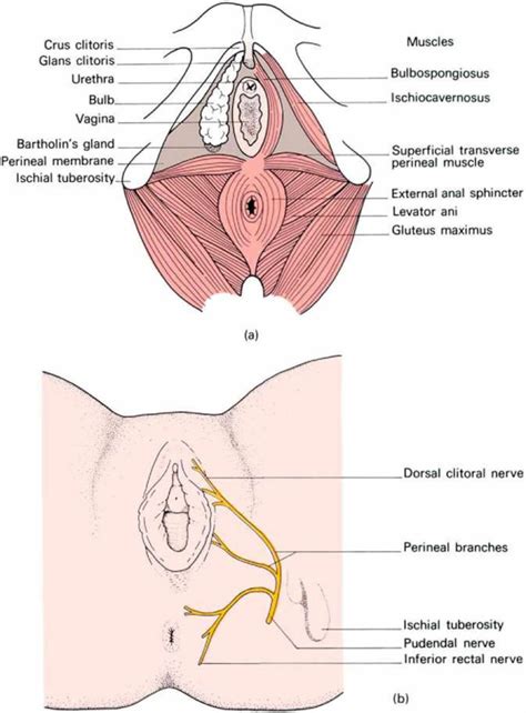 Pudendal neuralgia causes, symptoms, diagnosis, prognosis & treatment