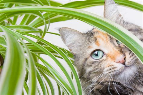 Cat Eating Your Plants? How to Get Him to Stop! | Cat Behavior Alliance